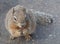 Rock Squirrel Looks Up expectantly