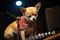 rock star dog practicing guitar onstage at sold-out concert