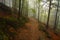 The rock and stones, moss and beeches, forest, fog, road, trees, leaves, a forest route, autumn, path