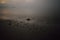 Rock strewn Coastal Maine Beach in heavy fog