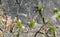 Rock surface with grass in cracks