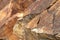 Rock texture background. Close-up of colorful red brown rock layers with selective focus on the foreground and a blurry background