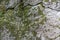 rock texture close up with green moss and roots. High quality cracked boulder, fractured