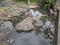 rock texture of a small river when the water recedes in a village in Indonesia 30