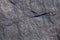 Rock texture. Stone background. Old weathered crumbling mountain surface in cracks background. Light brown rock