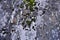 Rock texture, stone rock covered with moss. The stone on which the moss grows. Background for design with a stone. Textures of nat