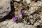 Rock thyme (Acinos alpinus)
