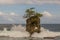 A rock topped by a tree along the Manzanillo National Park in Costa Rica