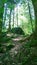 Rock and trees in the Vosges forest