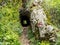 Rock tunnel in National Park Cheile Nerei Romania.