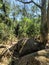 Rock under tree in the Park Florest