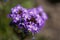 Rock verbena, Glandularia tenera