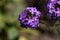 Rock verbena, Glandularia tenera