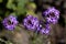 Rock verbena, Glandularia tenera