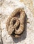 rock viper, Montivipera xanthina, Vipera xanthina