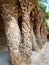 Rock walkway with stone columns in famous Park Guell, designed by Antoni Gaudi.