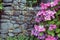 Rock wall with Hydrangea pink and purple climbing next to a rock wall