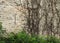 Rock wall of Pennsylvania barn with ventilation lighting shafts