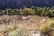 Rock Wall Ruins at Frijoles Canyon