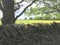 Rock Wall Yellow Wildflowers