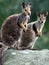 Rock-wallabies