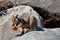 Rock wallaby eating a carrot