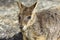 Rock wallaby at Granite Gorge Australia