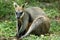 Rock Wallaby Sitting