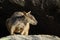 Rock wallaby in the wild, on a granite boulder