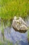 Rock and Water plant in a Lake in an Old Stone quarry in Morro d