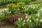 The rock with white siam tulips