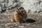 Rockchuck (Marmota caligata)