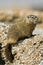 Rockchuck (Marmota caligata)