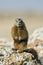 Rockchuck (Marmota caligata)