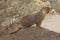 Rockchuck (Marmota flaviventris)