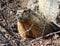 Rockchuck (Yellow-bellied Marmot)