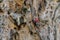 Rockclimber girl on the vertical wall climbing alone with a rope