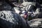 Rockclimbing at Mt Buffalo View in Australia