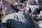 Rockclimbing at Mt Buffalo View in Australia