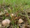 Rockery: Cereal grass close up