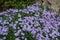 Rockery with flowering Phlox subulata in spring