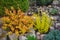 Rockery. In the foreground Spiraea japonica Japanese meadowsweet, Japanese spiraea and Berberis thunbergii