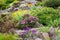 Rockery in the garden with variety of different flowers and plants