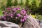 Rockery in the garden with variety of different flowers and plants