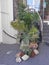 Rockery on pavement with bamboo plants