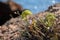 Rockery plants or stonecrops on rough ground at coast of northern spain with blue ocean in background bokeh