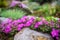 Rockery with small pretty violet phlox flowers