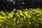 Rocket or arugula Eruca vesicaria leaves
