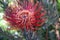 Rocket pincushion (leucospermum reflexum) flower with leaves : (pix Sanjiv Shukla)