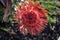 Rocket pincushion (leucospermum reflexum) flower with leaves : (pix Sanjiv Shukla)